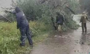 மரங்கள்