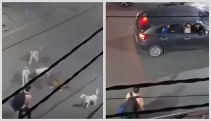 தெருநாய்கள்