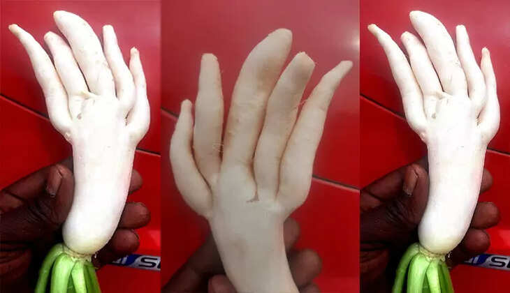 முள்ளங்கி