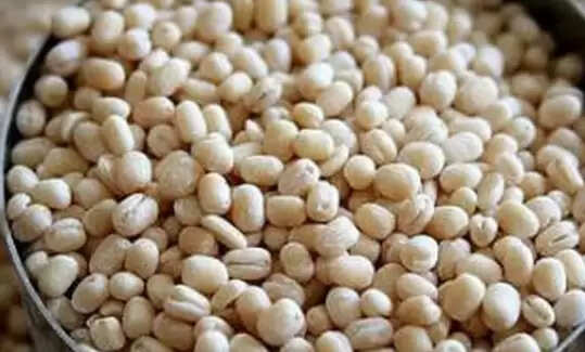 உளுந்து