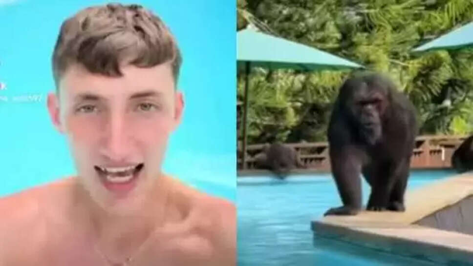 வைரல் வீடியோ... தப்பிச்சிர்றா கைப்புள்ள... கூட்டமாக வந்து சுற்றுலாப் பயணியை சூழ்ந்த &nbsp;குரங்குகள்!&nbsp;