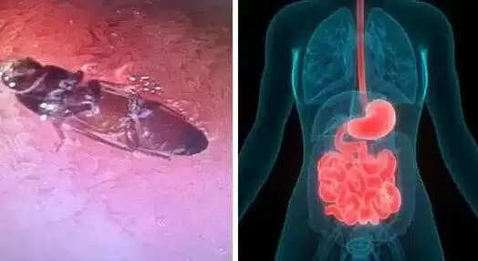 கரப்பான் பூச்சி