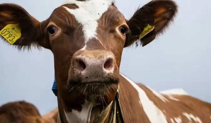 பசு மாடு