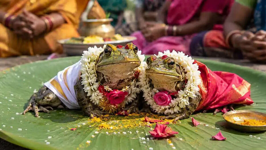 தவளைகளுக்குத் திருமணம் தவளை மழை வேண்டி