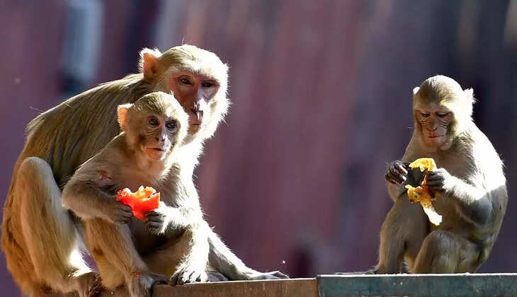 குரங்கு