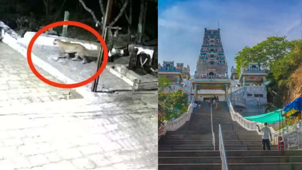 மருதமலையில் சிறுத்தை