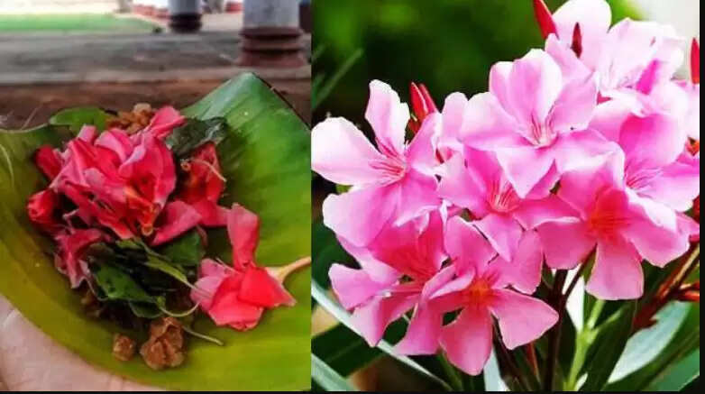 அரளிப்பூ