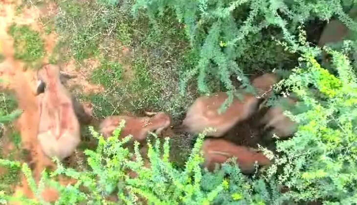  காட்டு யானைகள்