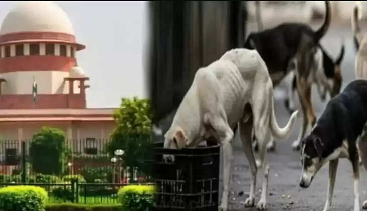 நாய்