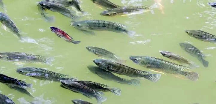 மேட்டூர்