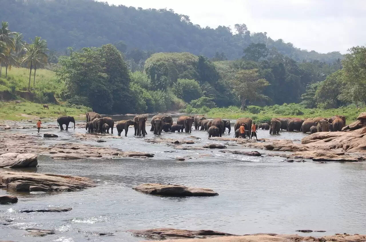 யானை வெளிநாடு சுற்றுலா காடு
