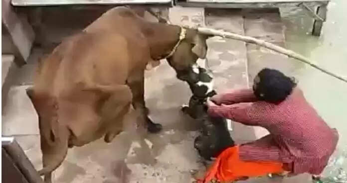 பிட்புல் நாய்