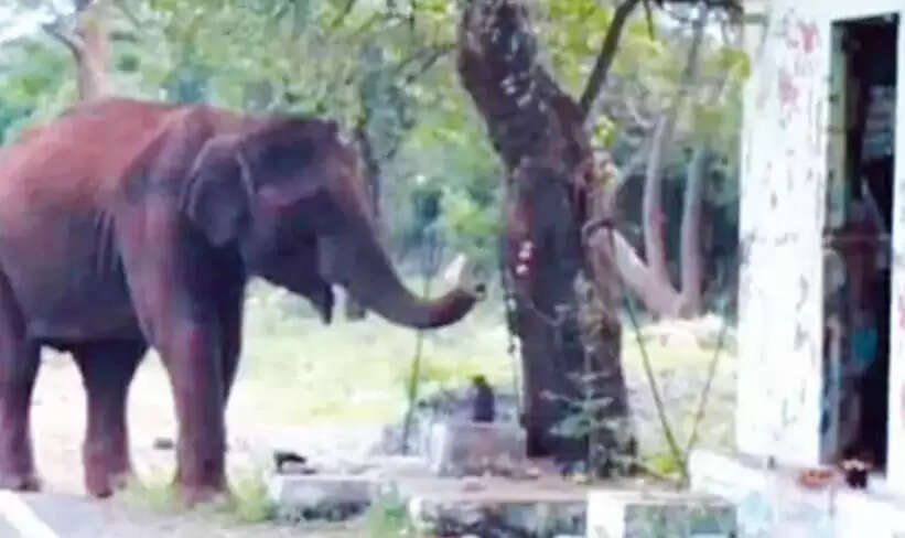 விநாயகரை வணங்கி சென்ற காட்டு யானை 