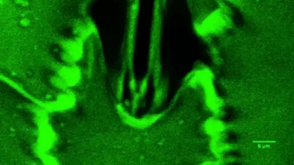 தாவரங்கள் சுவாசம் சுவாசிப்பது