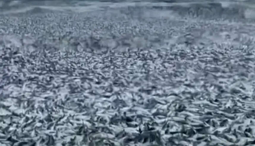 மீன்கள்