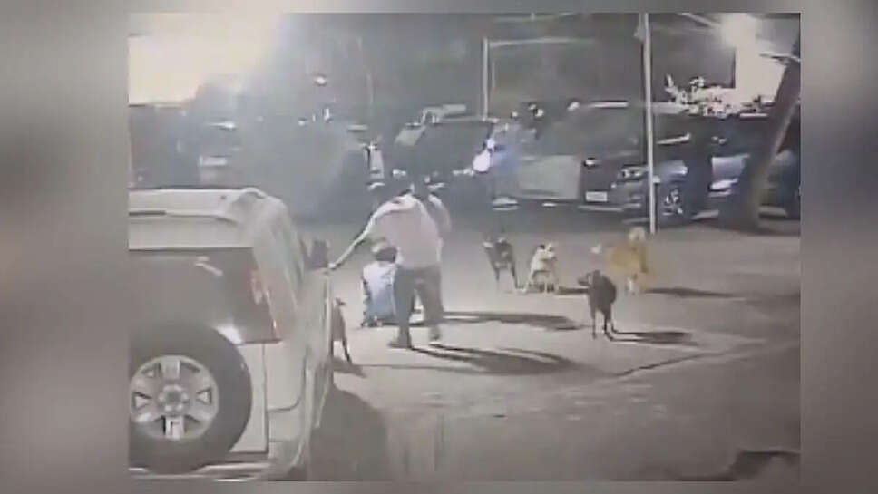  பாதுகாவலர் &nbsp;ஏழெட்டு தெருநாய்கள் கடித்து குதறல்