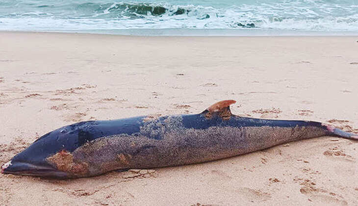 டால்பின்