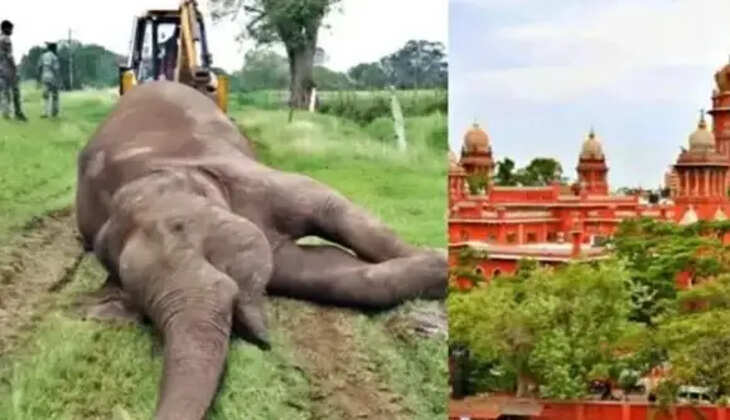 யானையைக் கொன்று தந்தம் திருடியவரை விரைந்து கைது செய்ய உயர்நீதிமன்றம் உத்தரவு!