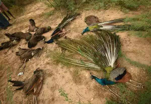 மயில்கள்