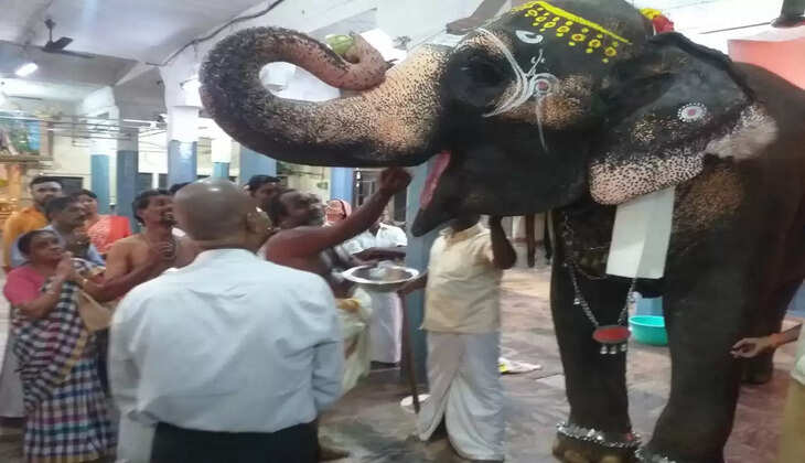 யானை