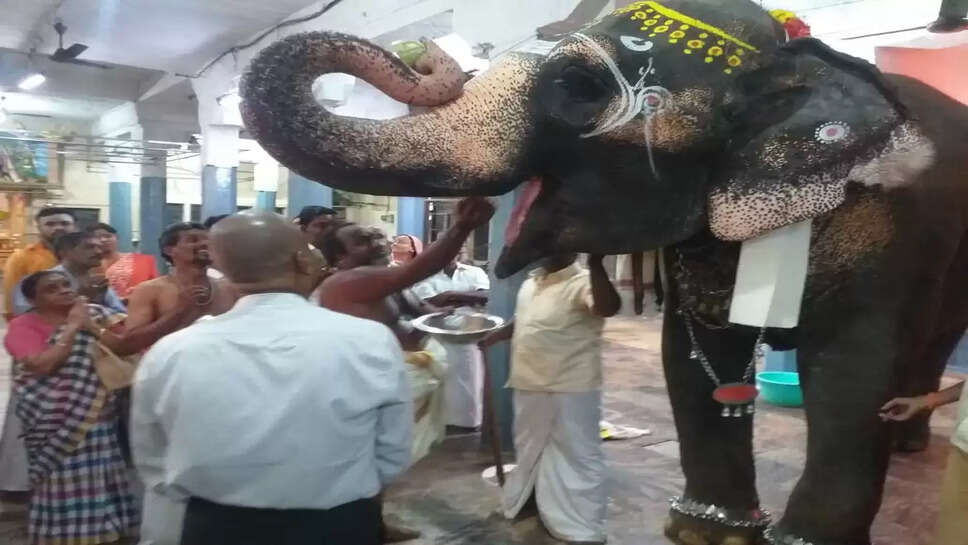 யானை