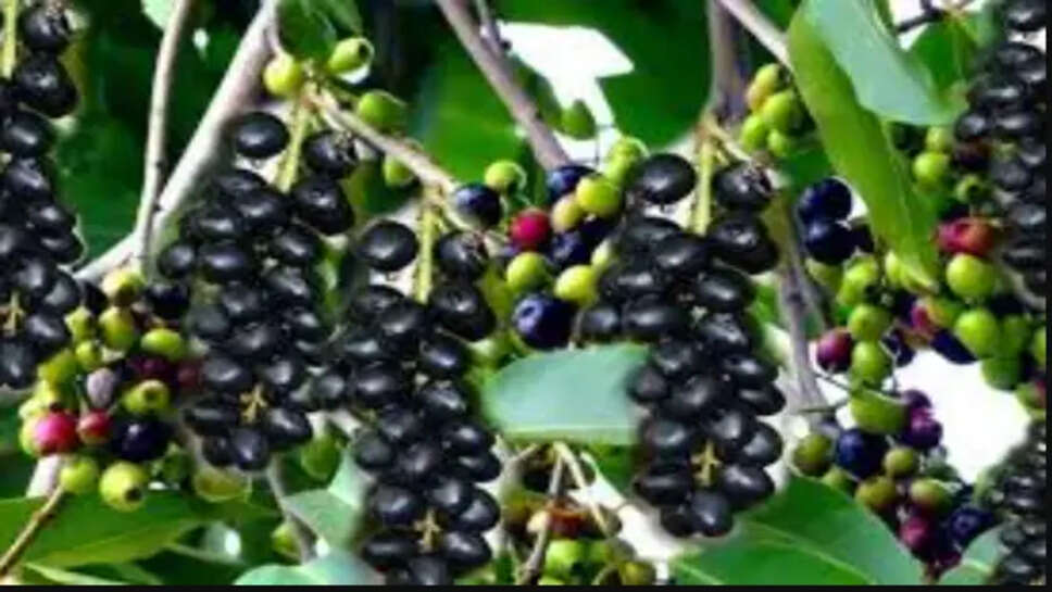 நாவல் பழம்