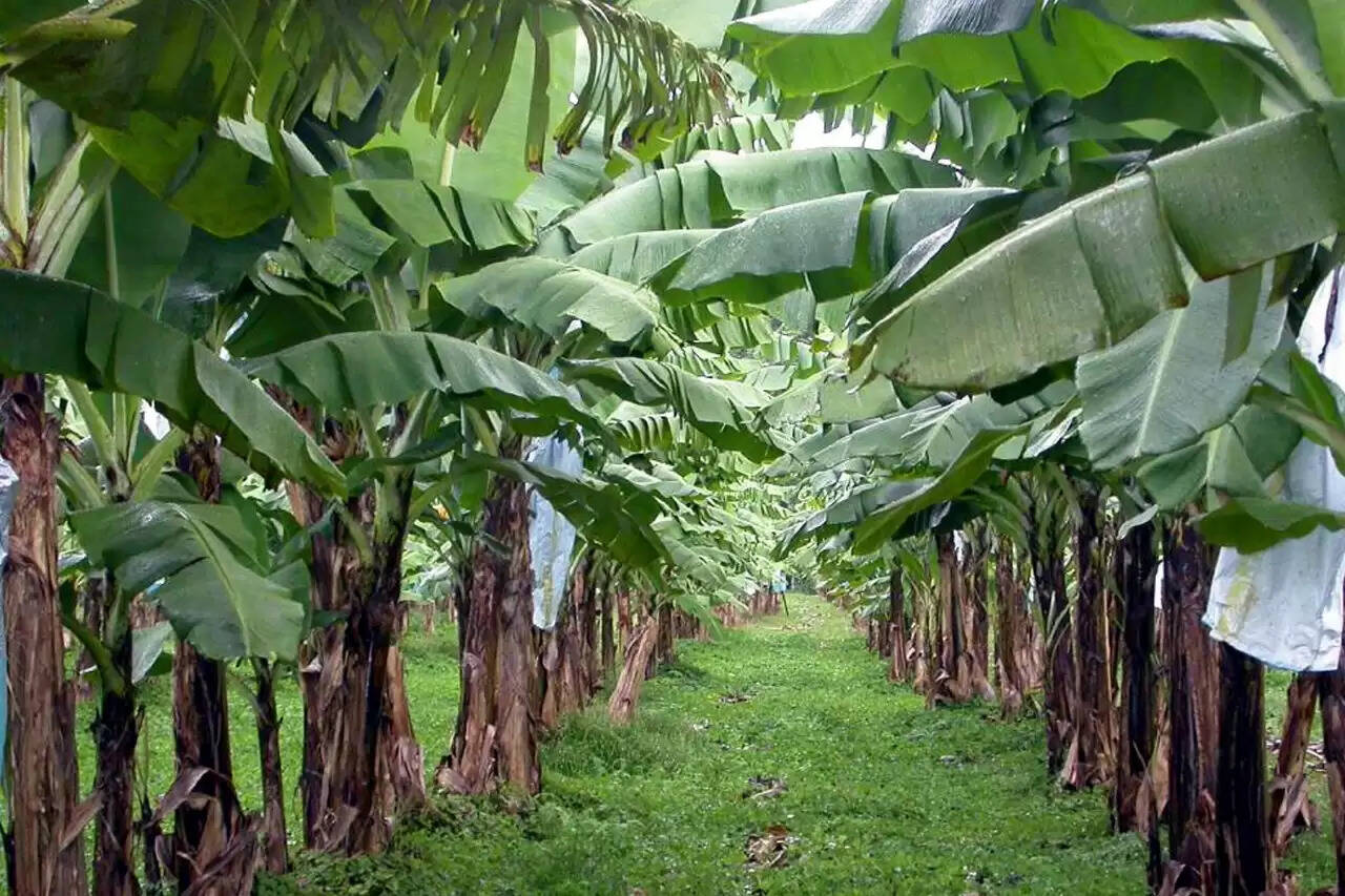 வாழை தோப்பு வாழைமரம்