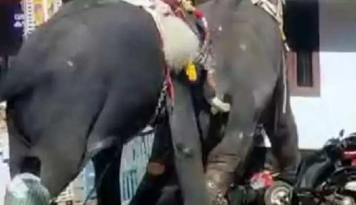 யானை சண்டை