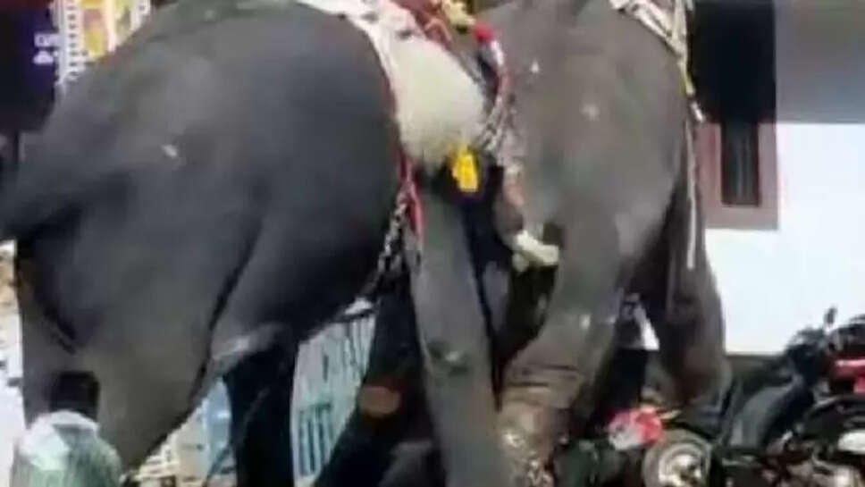 யானை சண்டை