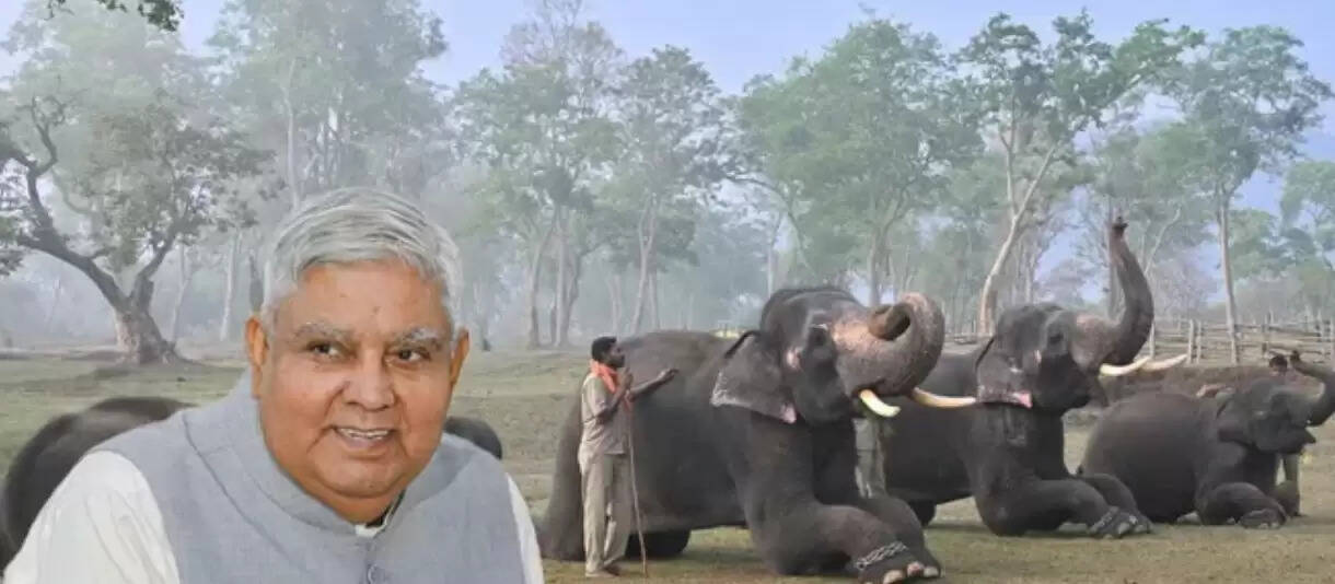  தெப்பக்காடு யானைகள் முகாமிற்கு செல்ல தடை... சுற்றுலாப் பயணிகள் ஏமாற்றம்! 