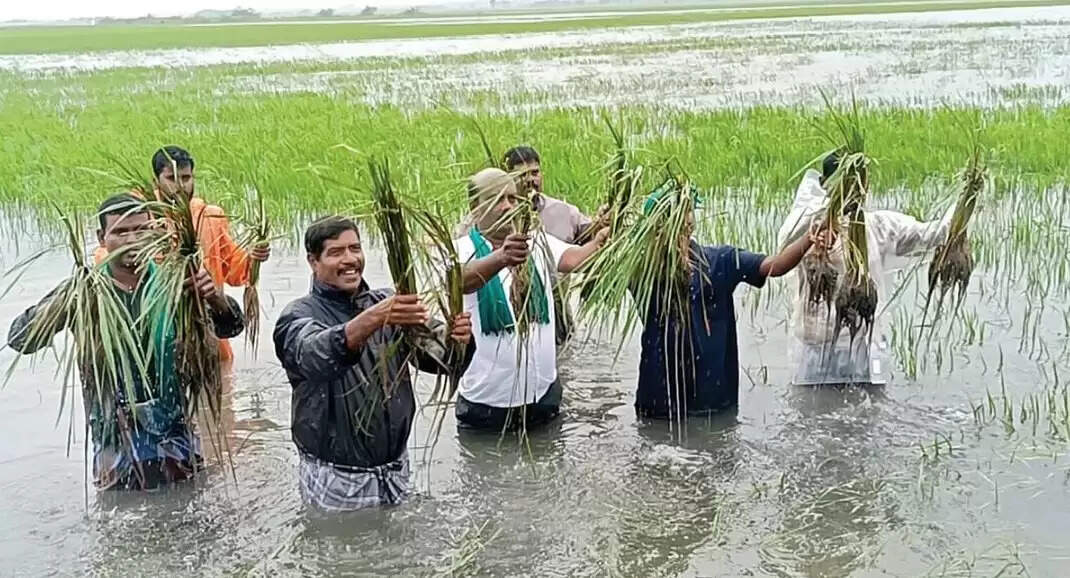 பயிர் வெள்ளம் மூழ்கியது மூழ்கி விவசாயி கனமழை