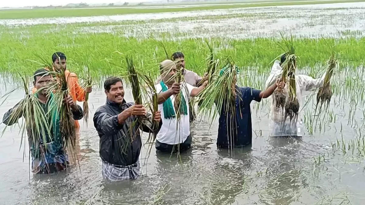 பயிர் வெள்ளம் மூழ்கியது மூழ்கி விவசாயி கனமழை