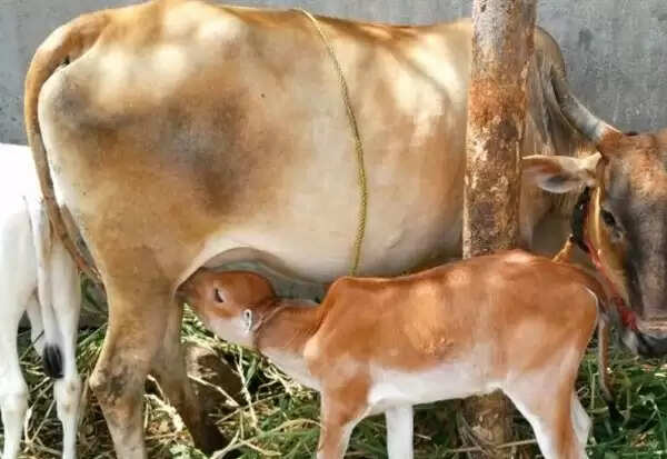 கறவை மாடு