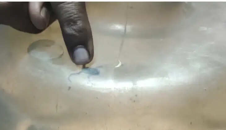 குடிநீரில் தவளை