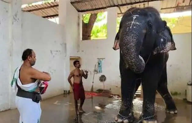 தமிழகம் முழுவதும் கோவில் யானைகளை பராமரிக்க வழிகாட்டு நெறிமுறை வெளியீடு!