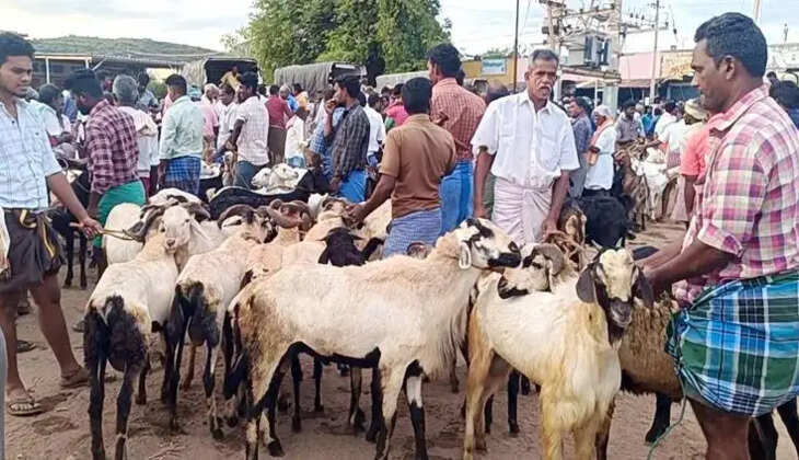 ஆடுகள் விற்பனை