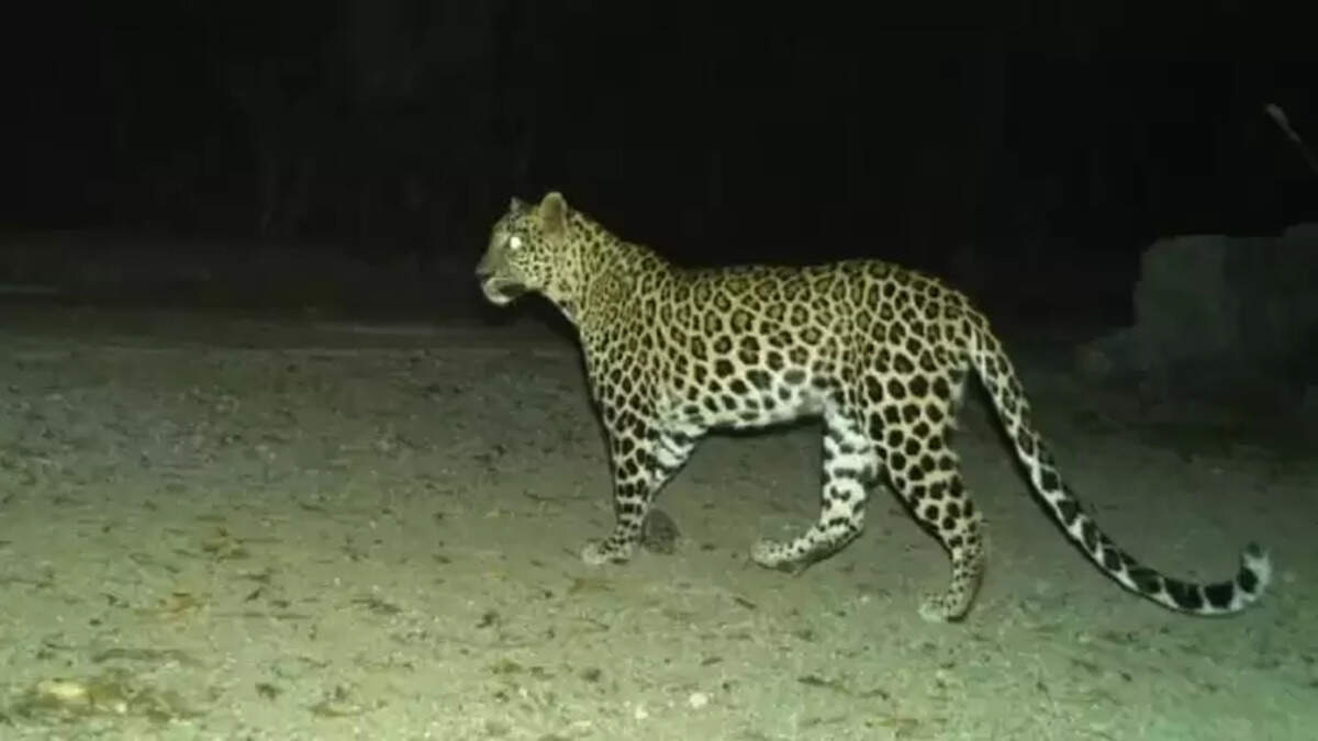 சிறுத்தை