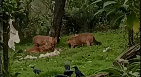 செந்நாய்