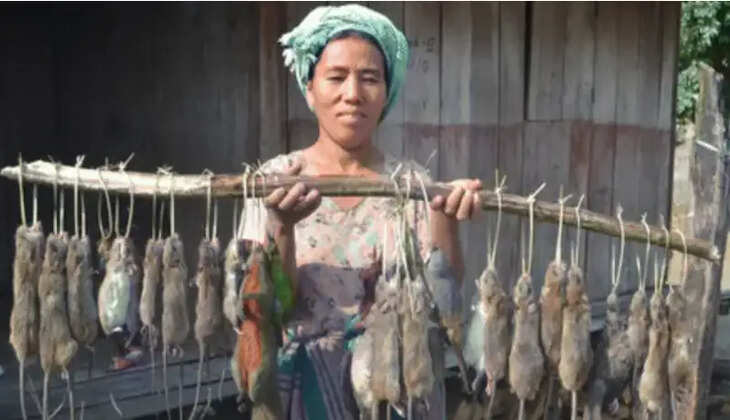 எலி உணவு