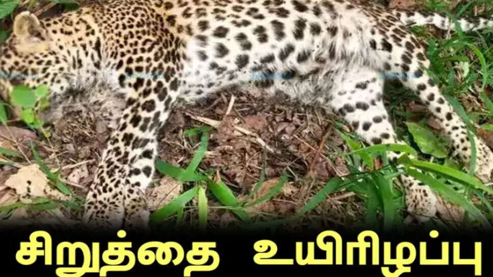 சிறுத்தை