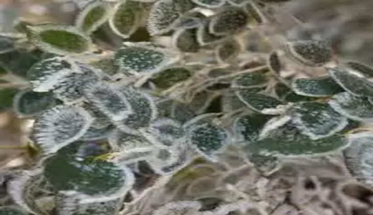 யூகலிப்டஸ்