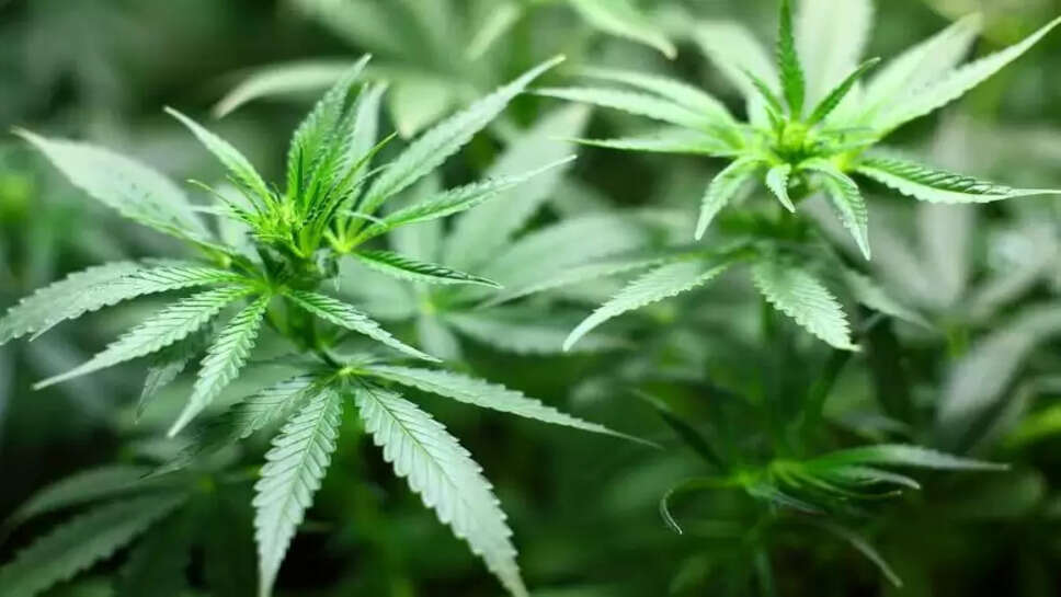 கஞ்சா செடி