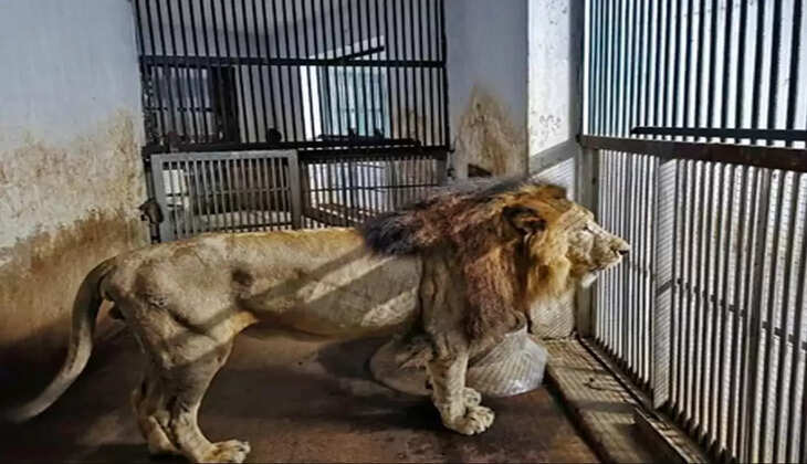 சிங்கம்