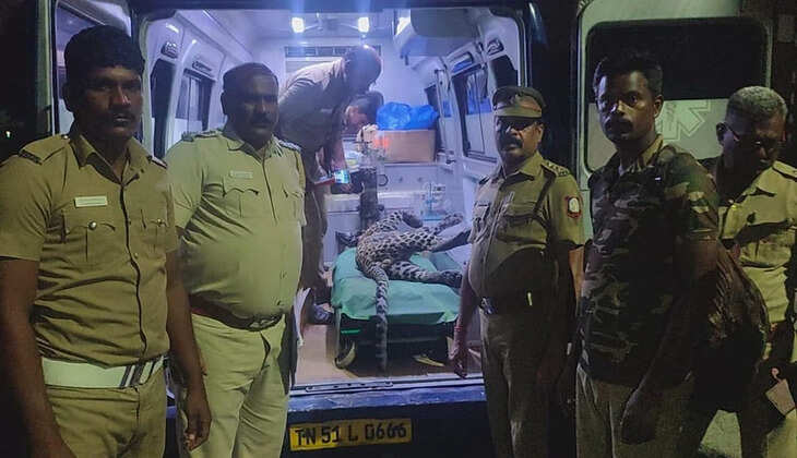 சிறுத்தை