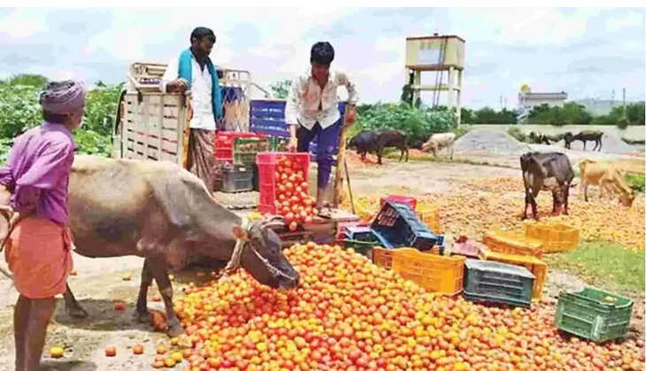 தக்காளி