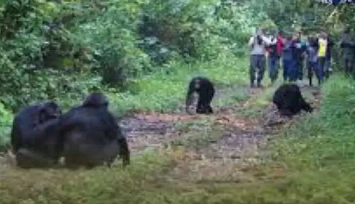 கினியா சிம்பன்ஸி