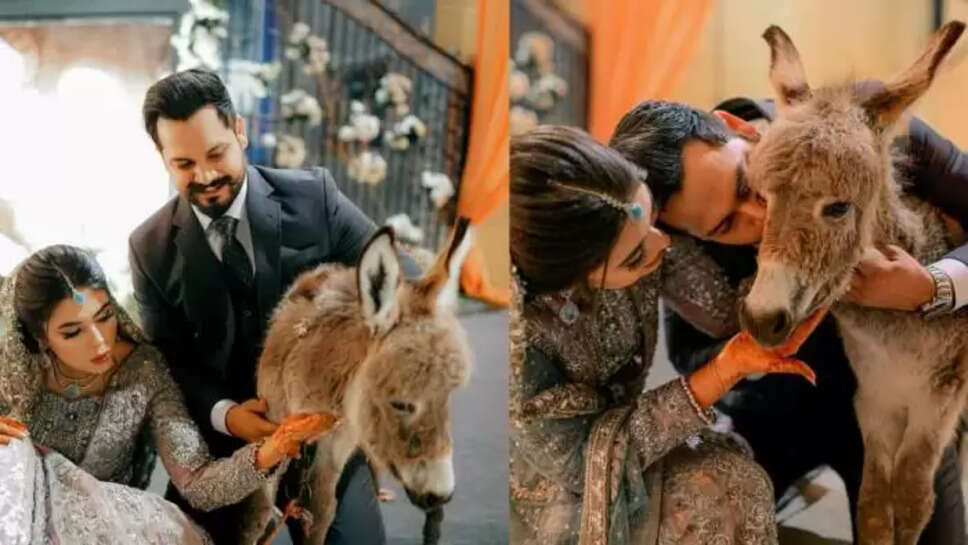 வரிஷா ஜாவேத் கான் மற்றும் அஸ்லான் ஷா 