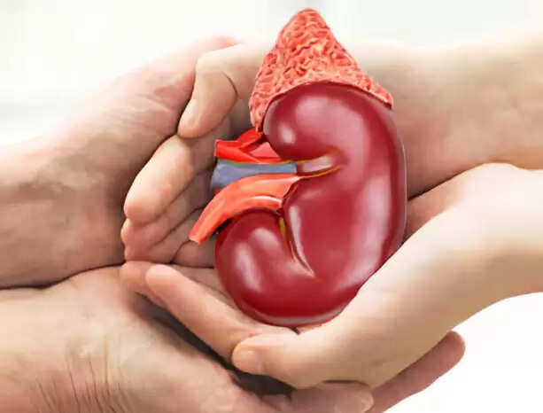 சிறுநீரகம்