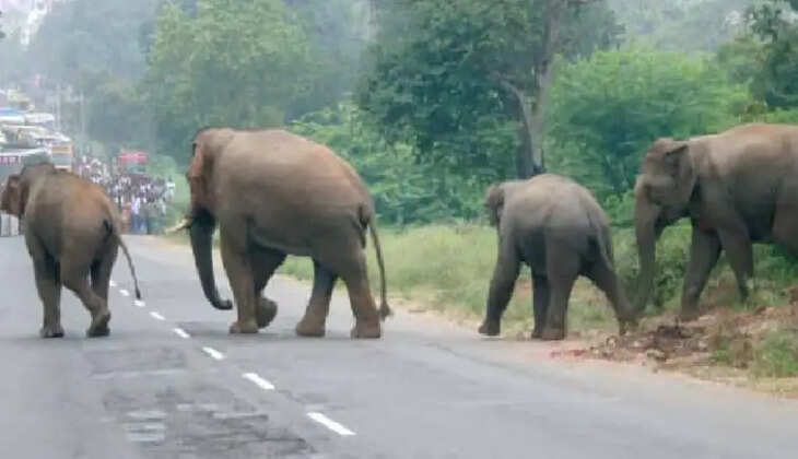 யானைகள்