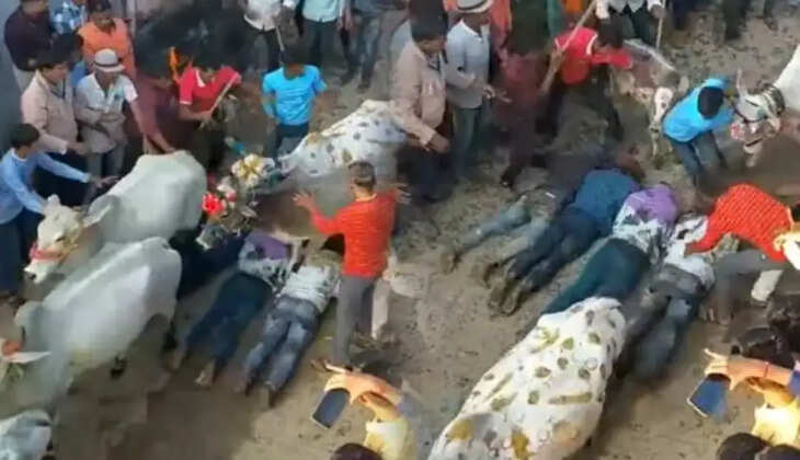 மாடுகள்